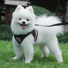 강아지 세이프 빛반사 하네스 + 리드줄 세트, 블랙, 1개 반려동물용품/펫티켓 산책용품 반품 최저가 3,110원