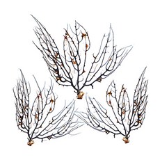 챔프크랩 블랙시펜 묶음, 검정, 3개 반려동물용품/관상어 용품 반품 최저가 6,660원