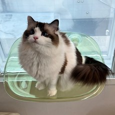 MAAH 고양이 창문 해먹, 그린, 1개 반려동물용품/고양이 용품 반품 최저가 19,640원