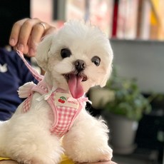 파스텔펫 반려동물 리본엔젤 하네스 리드줄, 핑크, 1개 반려동물용품/펫티켓 산책용품 반품 최저가 7,020원