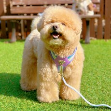 MAAH 강아지 비비드 H형 하네스 + 리드줄 세트, 1세트, 퍼플민트 반려동물용품/강아지 용품 반품 최저가 5,730원