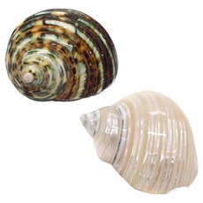 세틀 비치 아일랜드 씨쉘 수조 장식 2종 세트, 1세트 반려동물용품/관상어 용품 반품 최저가 4,690원